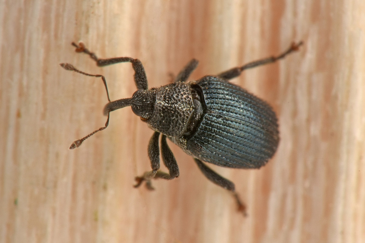 Curculionidae: Ceutorhynchus sp. ?  S, Ceutorhynchus sulcicollis